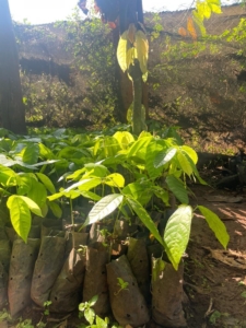 Alice Forster - Uganda Saplings