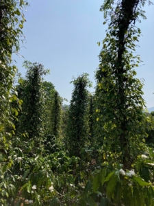 Caleb Bram - Vietnam Coffee